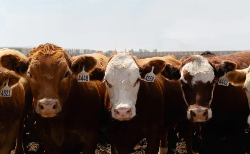 Syngenta, McDonald&rsquo;s & Lopez Foods collaborate to help produce beef more sustainably in the U.S